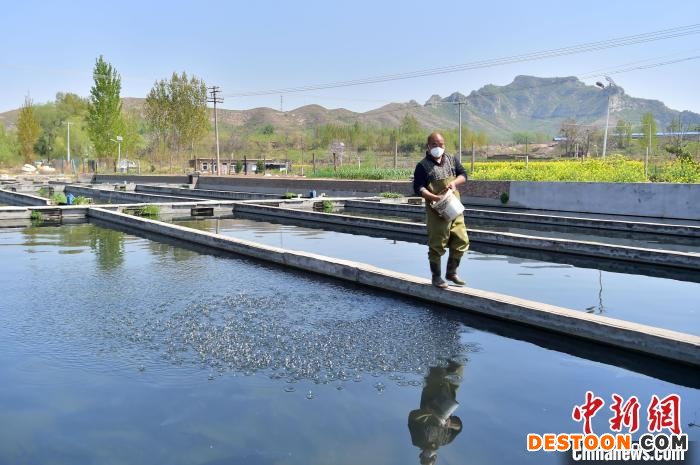 图为养殖户喂养鲟鱼。 张晓峰 摄