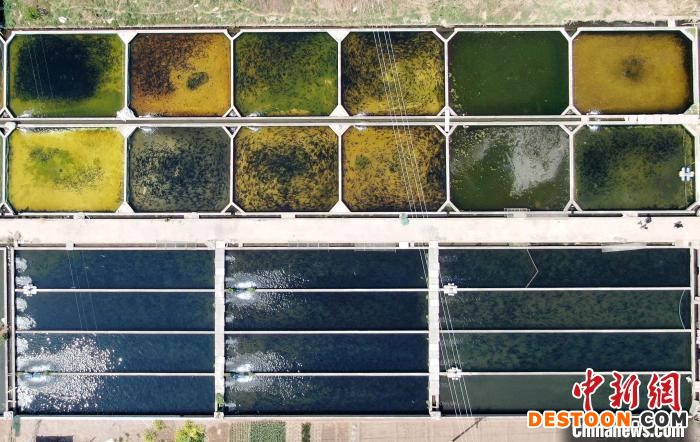 图为航拍该冷水鱼养殖基地。(无人机照片) 张晓峰 摄