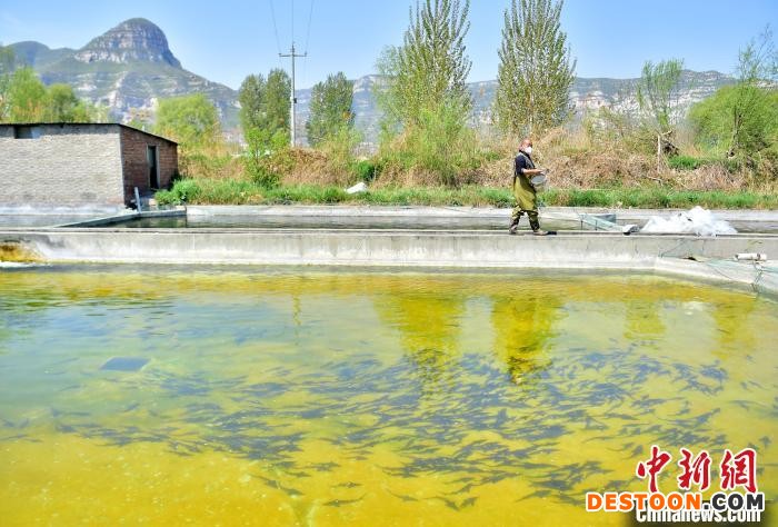 图为养殖户喂养鲟鱼。 张晓峰 摄