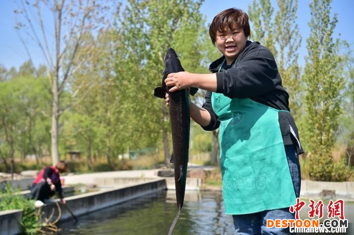 图为养殖户打捞鲟鱼。 张晓峰 摄