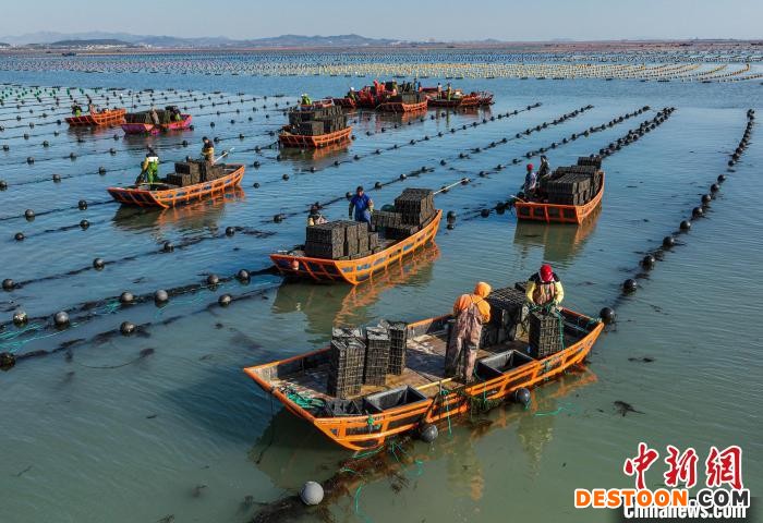 从2004年起，山东荣成和福建莆田等地合作开展鲍鱼“南北转场”、冬夏对调养殖。 李信君 摄