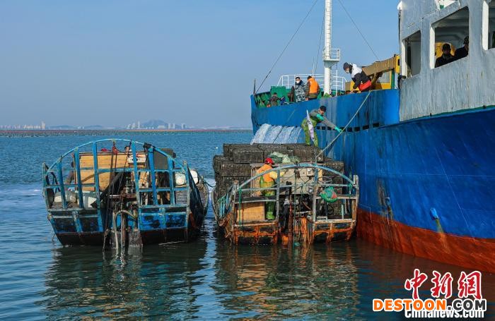 山东荣成：首批110万头鲍鱼北上“回家”