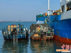 山东荣成：首批110万头鲍鱼北上“回家”