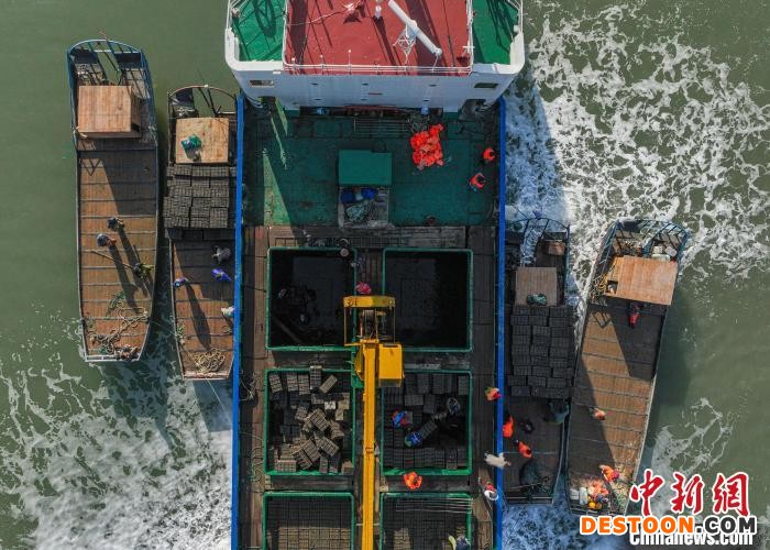 这些南下“越冬”归来的鲍鱼将继续投放荣成养殖海区养殖。 李信君 摄