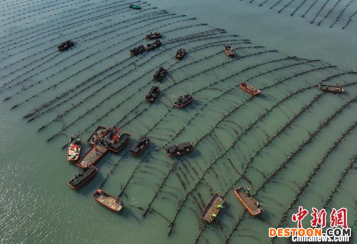 冬夏对调养殖能避免北方海域冬季海水温度过低对鲍鱼养殖造成的不利影响。 李信君 摄