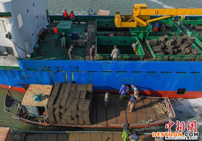 随着荣成鲍鱼养殖海区水温回升，在福建莆田等海域“越冬”的鲍鱼将陆续北上“回家”。 李信君 摄