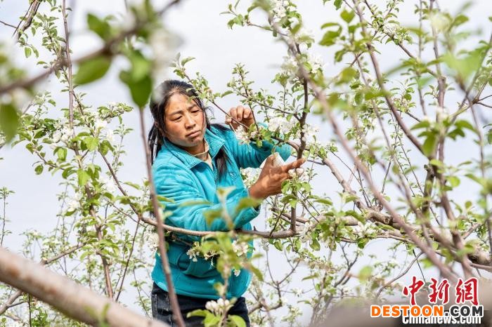 吉县苹果种植面积稳定在28万亩，总产量达到20余万吨，产值达到10亿元，果农人均果品收入上万元。 郑远飞 摄