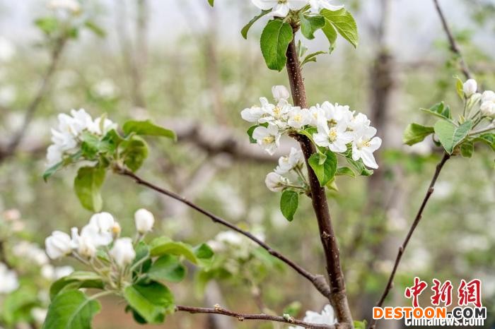 吉县有“中国苹果之乡”的美誉，拥有适宜种植苹果的纬度、海拔、土壤、温差、光照和空气质量。 郑远飞 摄