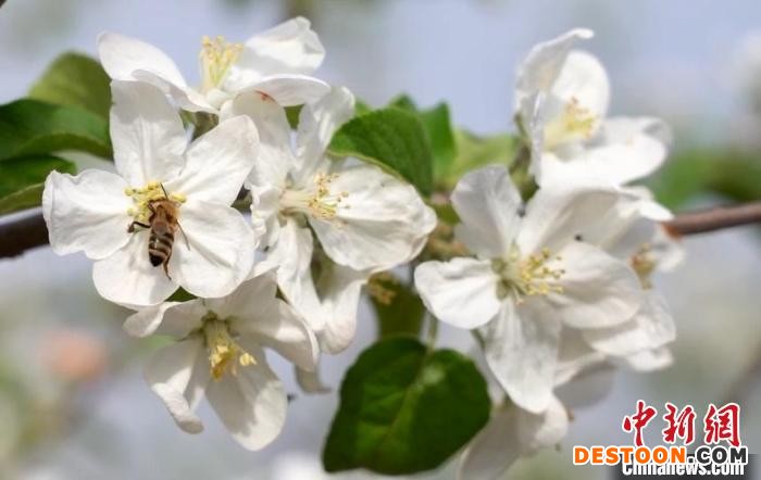 眼下正是疏花、授粉的时节，走进果园，蜜蜂在花丛中采蜜。 郑远飞 摄