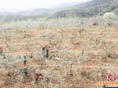 山西临汾吉县：28万亩苹果花渐次盛开