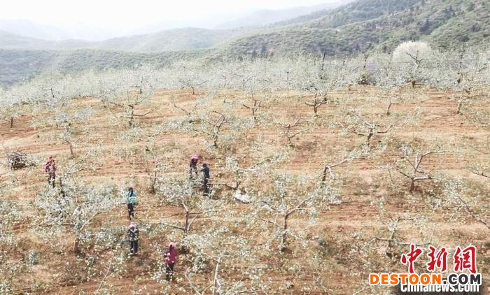 山西临汾吉县：28万亩苹果花渐次盛开