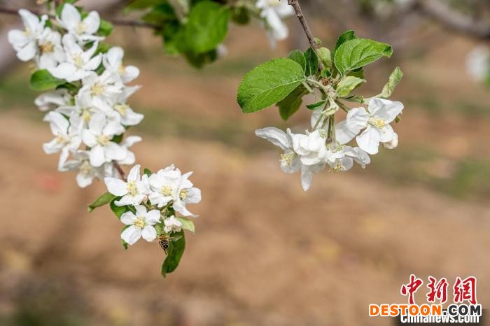 春风徐来，洁白的苹果花在黄土高原的沟沟坎坎中摇曳，空气中弥漫着花香。 郑远飞 摄