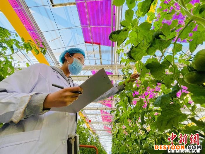 图为永清实验基地智能连栋温室内，技术人员正在进行数据采集。 郑晨子 摄