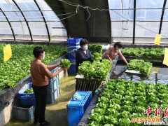 “会种菜”变“慧种菜” 河北永清蔬菜产业“智”接京津