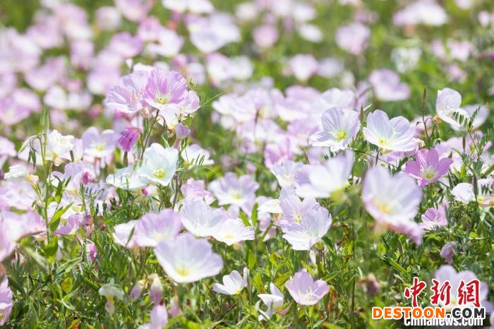 月见草绚丽绽放。 陈晓静 摄