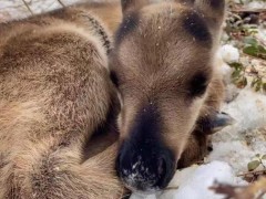 中国最后一支使鹿部落驯鹿种群数量翻三番