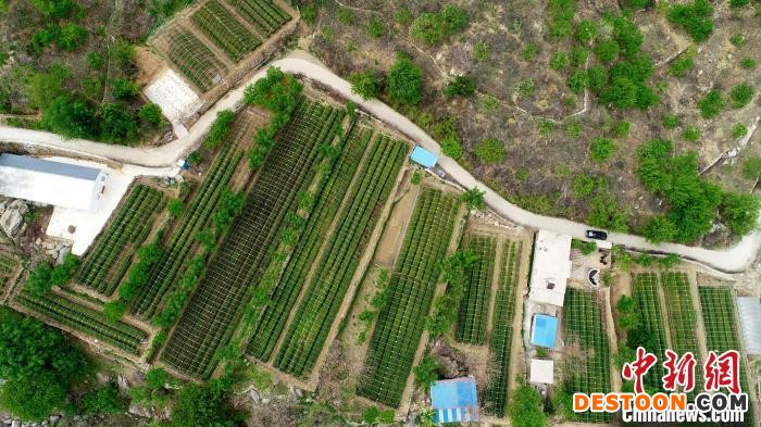 太行山深处的桐花村茶园(无人机照片) 王永周 摄