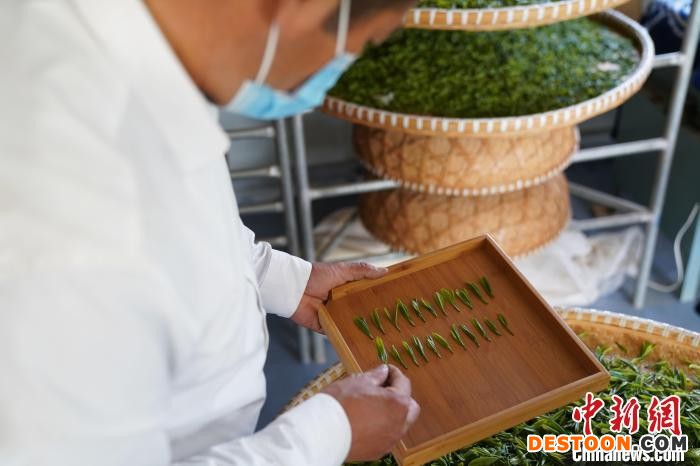 茶农在查看茶叶品质 王永周 摄