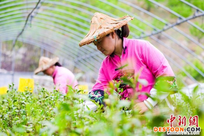 河北省临城县桐花村，茶农在采摘茶叶。 王永周 摄