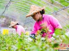 “南茶北种”：太行深处采茶忙