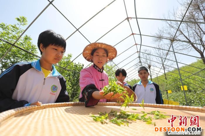 茶农在向当地小学生讲述茶叶的制作过程 王永周 摄