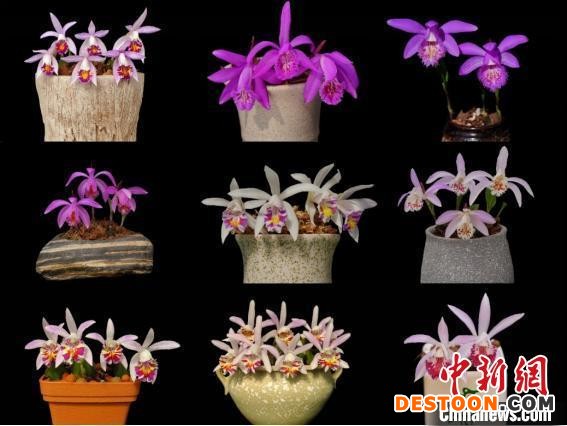 图为研究团队培育的部分独蒜兰新品种。 中科院昆明植物研究所提供