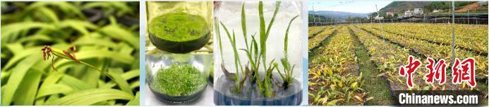 图为独蒜兰的人工繁育和规模化种植。 中科院昆明植物研究所提供