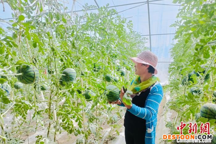 图为农户在瓜棚里检查西瓜的长势。 景桂珍 摄