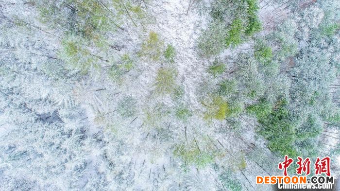 神农架春雪纷纷 李开宇 摄