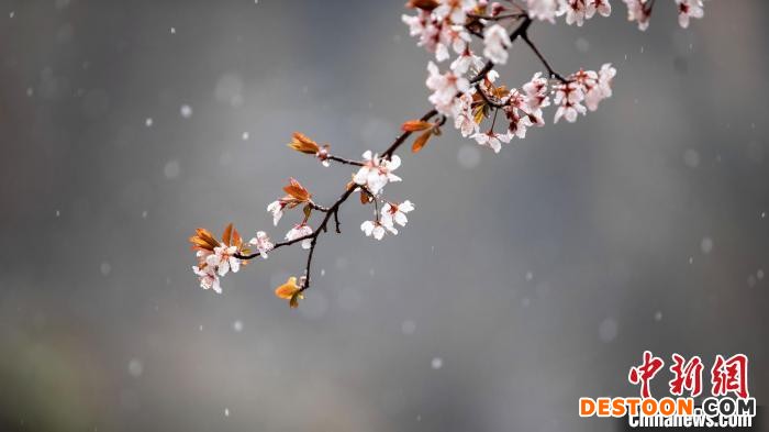 神农架降下“桃花雪” 李开宇 摄