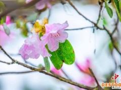 湖北神农架：四月桃花雪纷纷