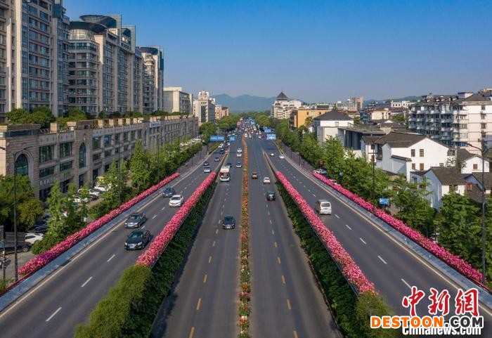 高架月季。 张圣东 摄