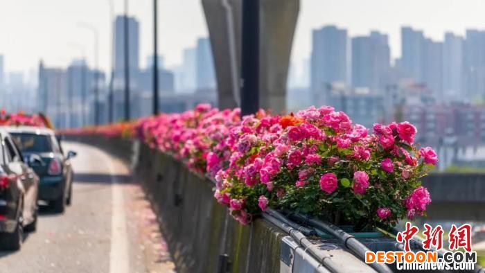 滨江区彩虹快速路与时代大道高架的月季花。 杭州市园林文物局供图