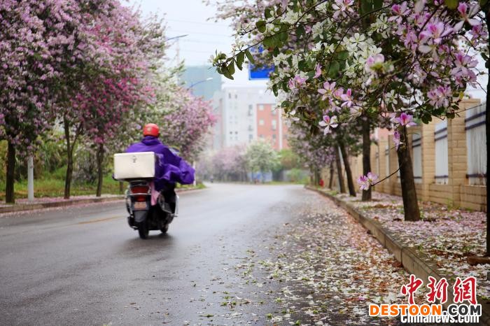 市民和车辆穿行在花海中。 蒙鸣明 摄