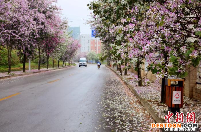 柳州市鱼峰区洛维工业园区的道路，撒落的花瓣铺满道路两旁。 蒙鸣明 摄