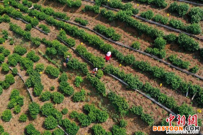 在安徽省黄山市歙县溪头镇，无人机拍摄村民正在采摘滴水香鲜叶。 施亚磊 摄