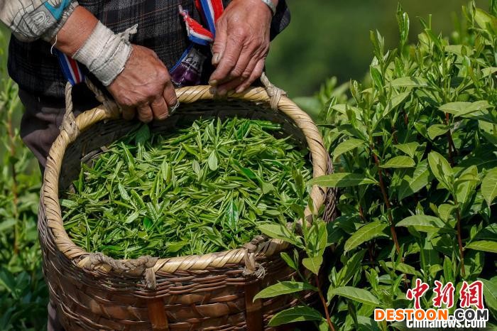 安徽黄山：茶叶产业助力乡村振兴