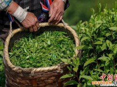 安徽黄山：茶叶产业助力乡村振兴