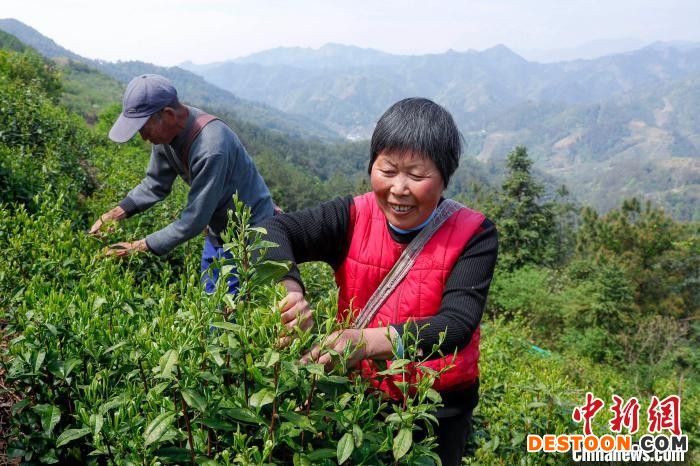 4月17日，在安徽省黄山市歙县溪头镇，村民正在采摘滴水香鲜叶。 施亚磊 摄
