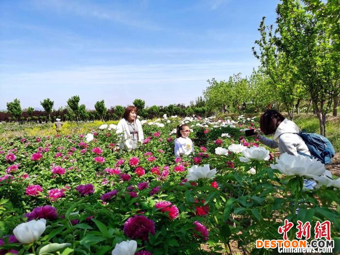 游客在泰山牡丹园拍照留念。 司刚 摄