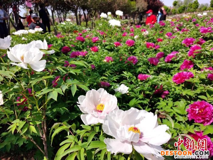 山东泰安：泰山牡丹园300余亩牡丹争相绽放。 司刚 摄