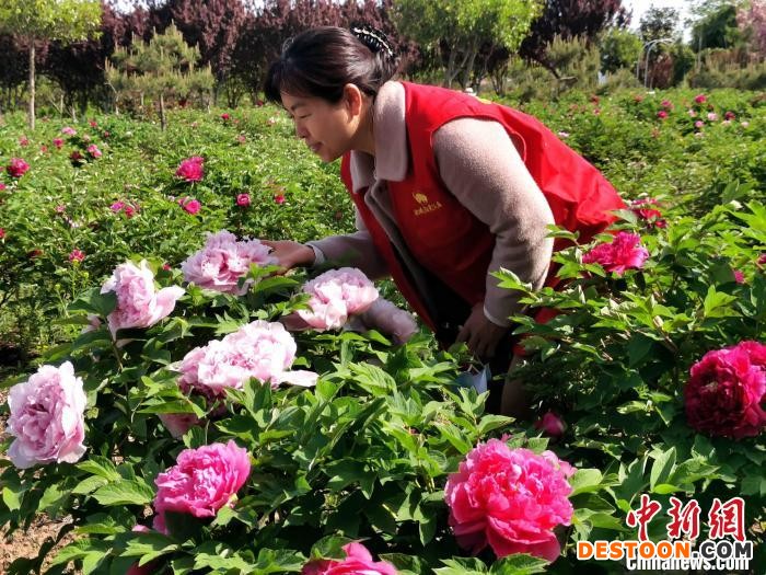 游客在泰山牡丹园欣赏牡丹花开。 司刚 摄