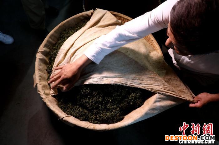 沈云鹤小心翼翼用棉布包裹茶青 吴建勋 摄