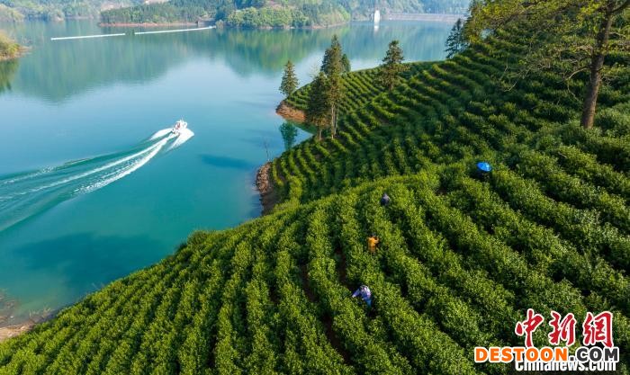 4月17日，航拍层层叠叠的茶山。 李晓红 摄