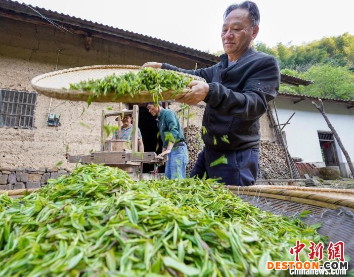 4月18日，茶农在制作茶叶。 李晓红 摄