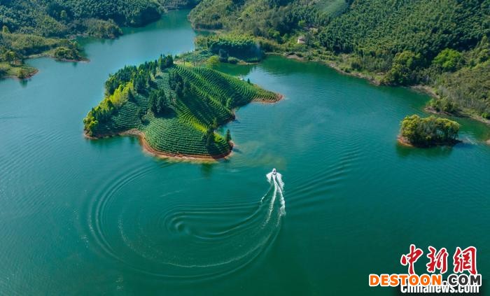 4月17日，航拍层层叠叠的茶山。 李晓红 摄