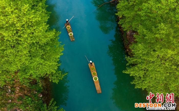 航拍茶农运送刚采摘下来的茶叶。 李晓红 摄