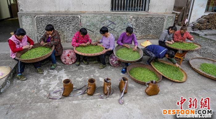 4月18日，茶农在制作茶叶。 李晓红 摄