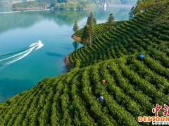 安徽宁国：春风十里茶飘香 春茶采摘正当时