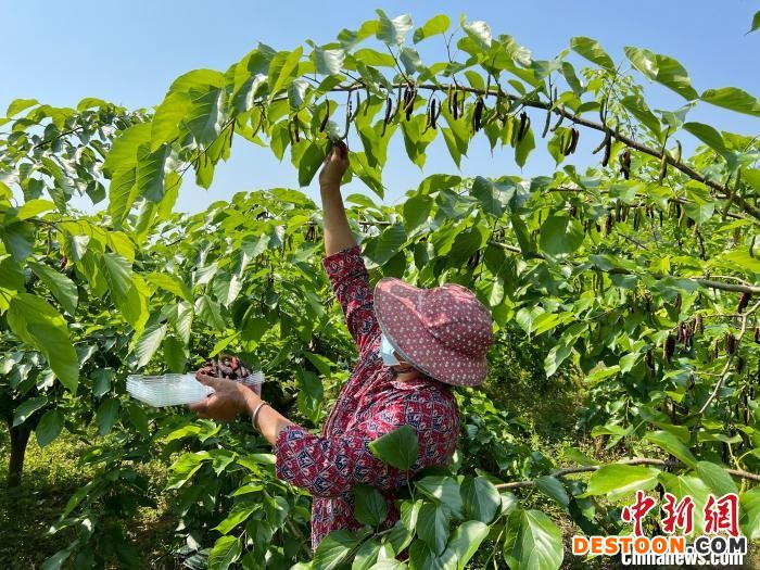 阡陌纵横间，熟练的果农弯着腰穿梭其中采摘桑葚。 长泰区融媒体中心供图